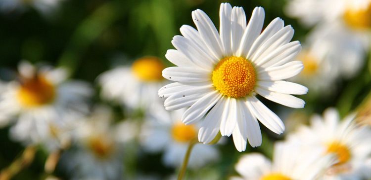 Curabitur vestibulum aliquam leo