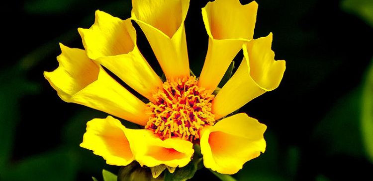 Curabitur a felis in nunc